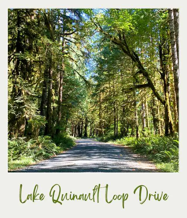21 Best Things to Do in Olympic National Park A rocky road surrounded by trees in Lake Quinault Loop Drive, Olympic National Park