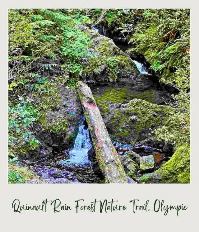 5 Best Lake Quinault Hikes Waterfalls surrounded by rocks, trees, and logs in Lake Quinault Olympic National.