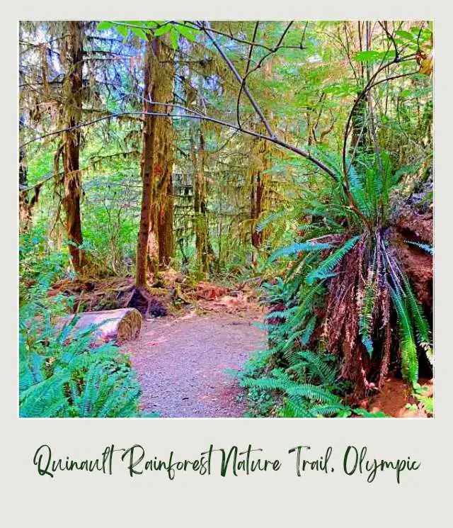 Lake Quinault Loop Drive: A Complete Guide for First Time Visitors Trees, ferns, and other plants in Lake Quinault Loop Drive, Olympic National Park