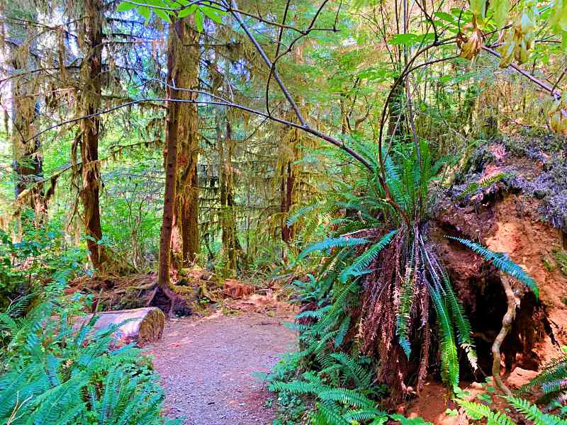 Trees, ferns, and other plants in Lake Quinault Loop Drive, Olympic National Park