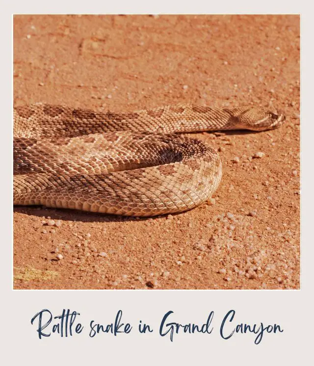 Huge rattle snake on the ground in Grand Canyon National Park