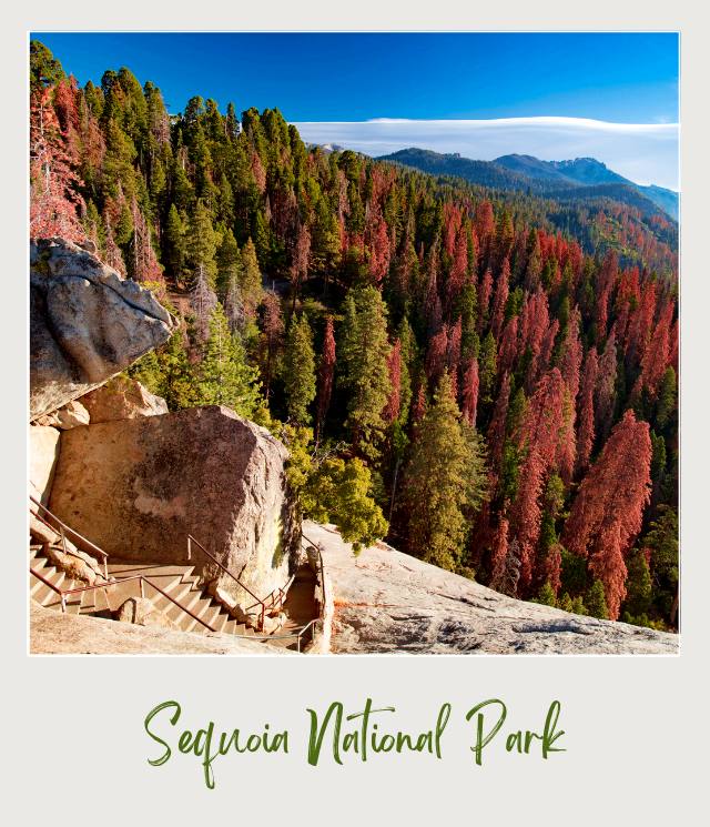 Redwood Trees Sequoia National Park at Moro Rock