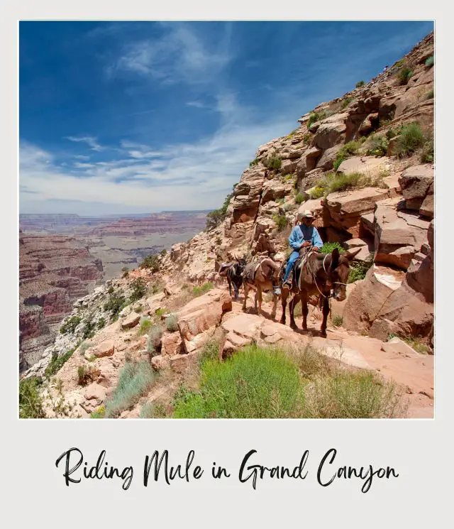 A man riding a mule in the mountain in Phantom Ranch Grand Canyon National Park.