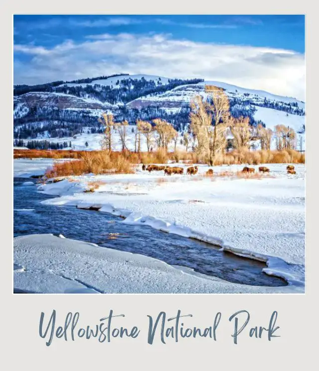How to Visit Yellowstone in Winter: Complete Guide Yellowstone Winter bison and snow and river