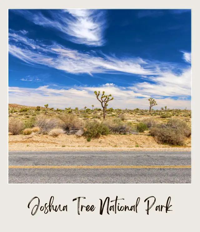 Rock mountains surrounded by Joshua trees and bushes under the blue sky in Joshua Tree National Park.