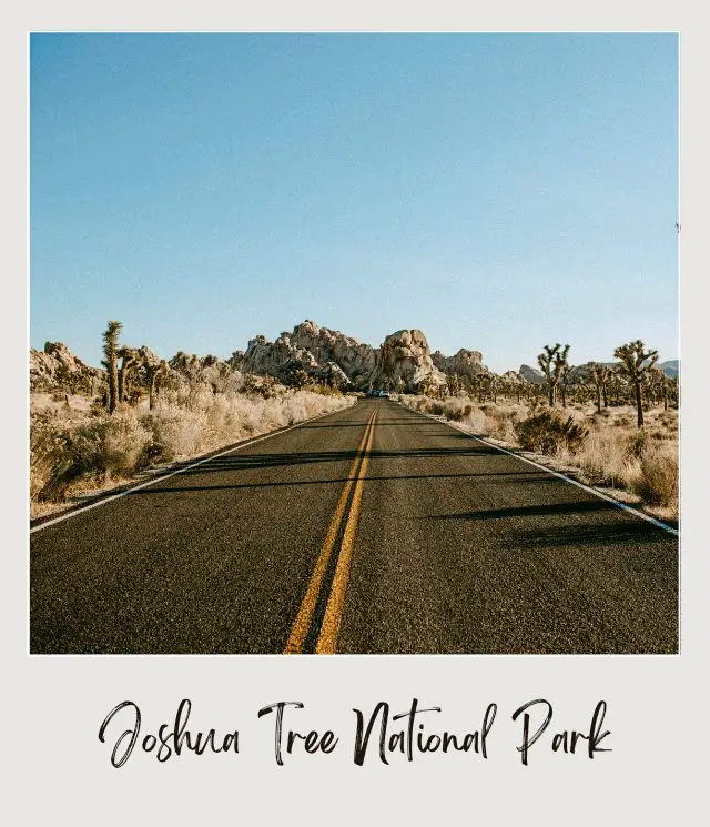 Joshua trees, bushes, and rock mountains along the highway in Joshua Tree National Park.