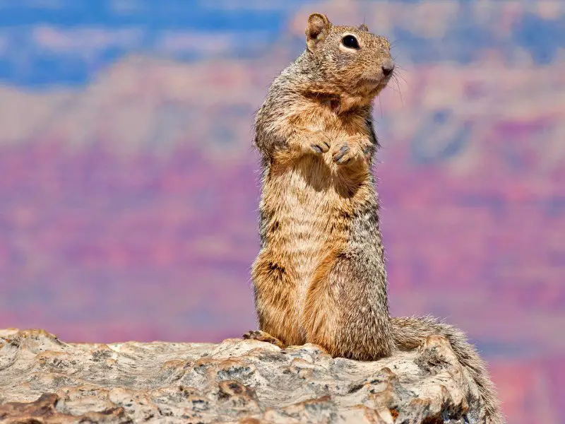 Brown squirrel standing on the rock in Grand Canyon National Park