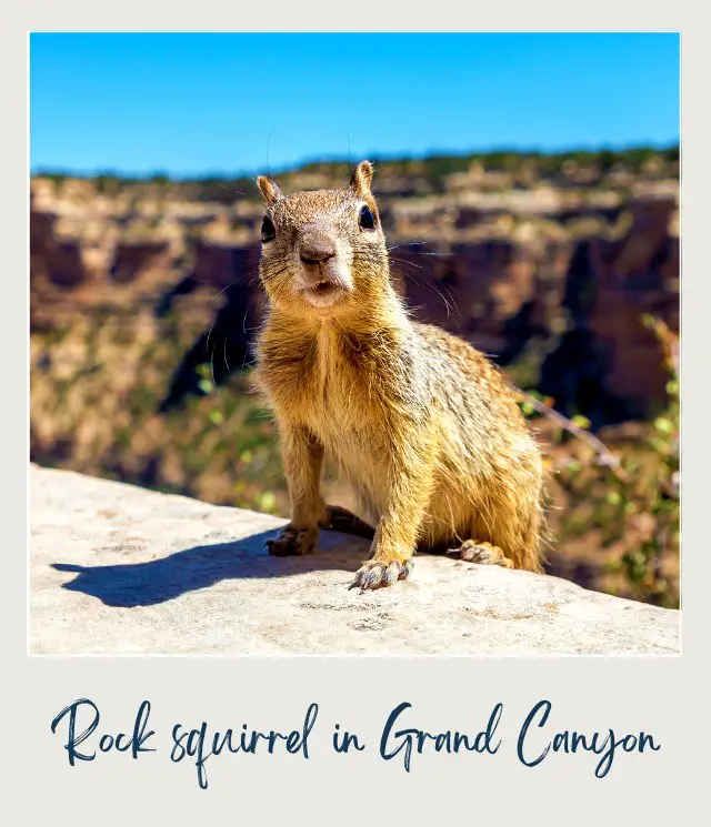 Brown squirrel standing on the rock in Grand Canyon National Park