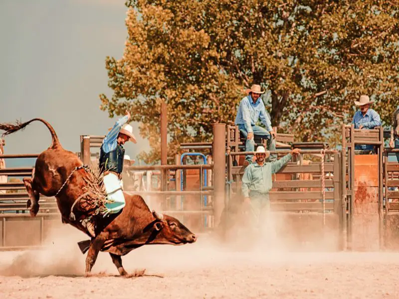 Three cowboys watching a man riding a bull in the middle of arena in Bryce Canyon