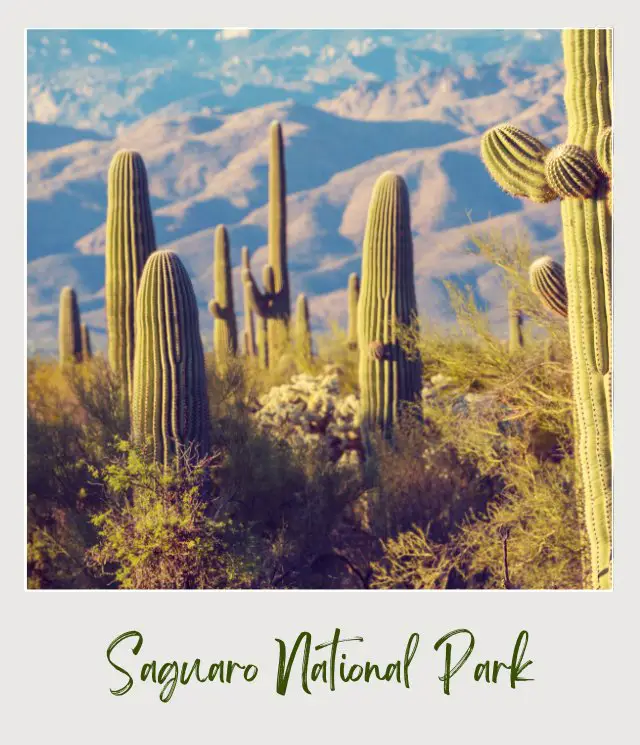 The Best National Parks to Visit in Spring in the USA Saguaro National Park Cacti