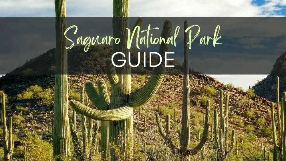 cactus with text: Saguaro National Park Guide