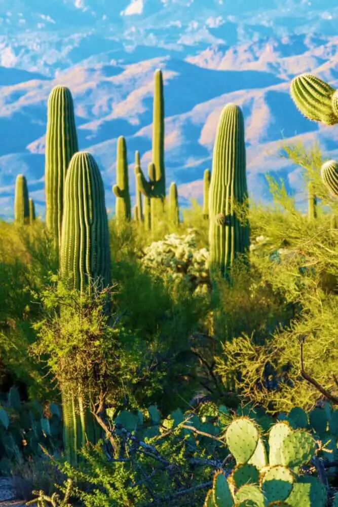 Saguaro National Park in spring