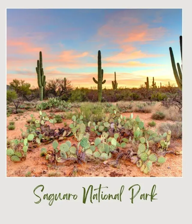 short and tall cactus with golden sky in Saguaro National Park