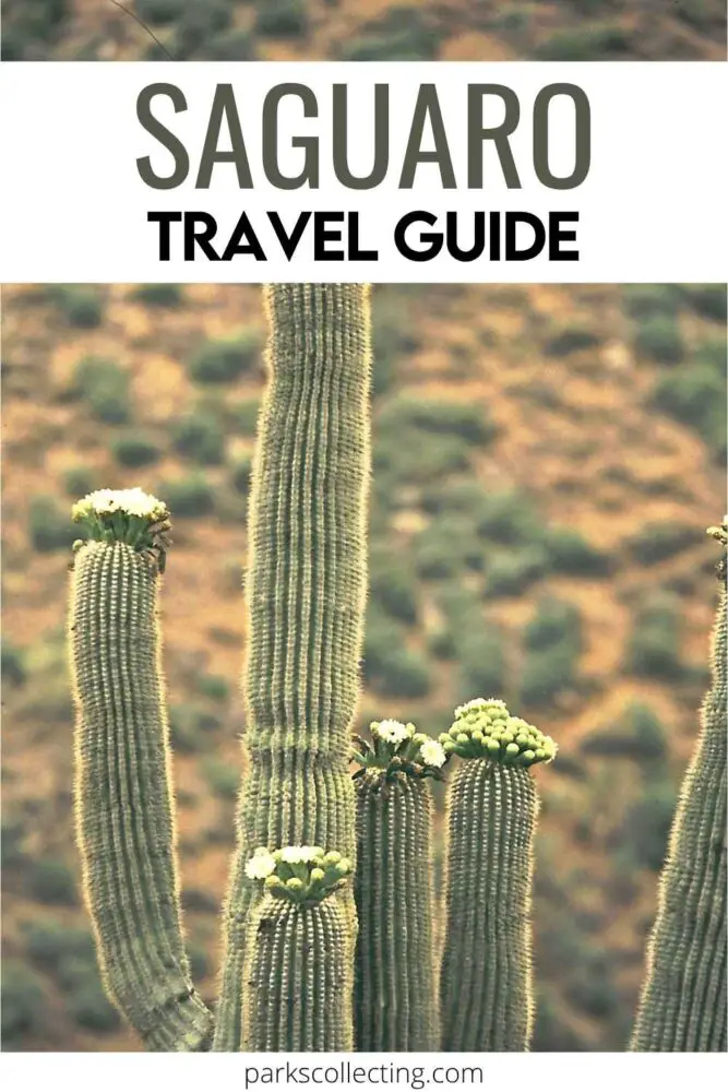 Saguaro Cactus with flowers on top and text: Saguaro Travel Guide