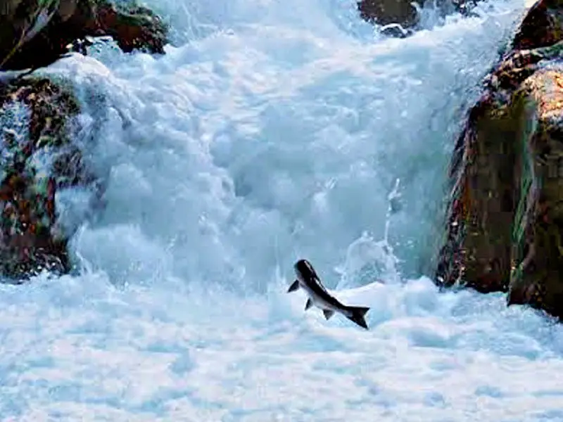 A photo of a salmon jumping over the water in Sol Duc Salmon Cascades, Olympic National Park