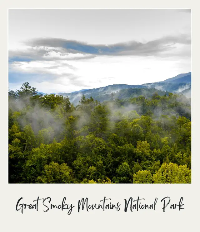 Trees surrounded by smoky clouds in Great Smoky Mountains National Park.