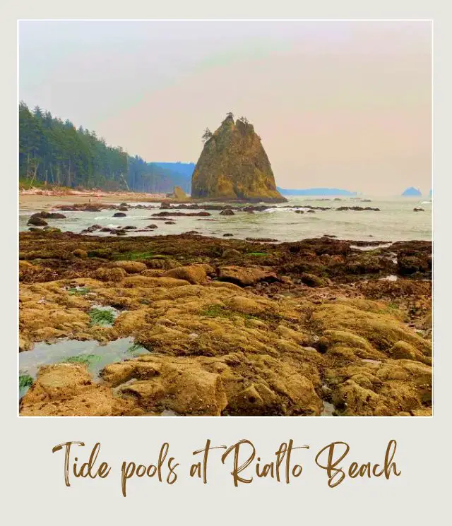 Best Tide Pools Olympic National Park: Complete Guide for First Time Visitors Huge sea stack in the middle of the ocean surrounded by small rocks and trees in Rialto Beach, Olympic National Park.