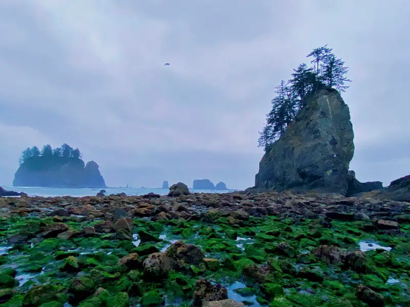 Iconic rock formation surrounding the beach of Olympic National Park.