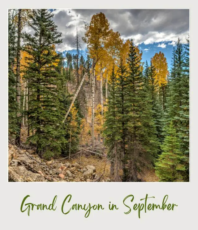 Trees with colorful leaves in Grand Canyon National Park