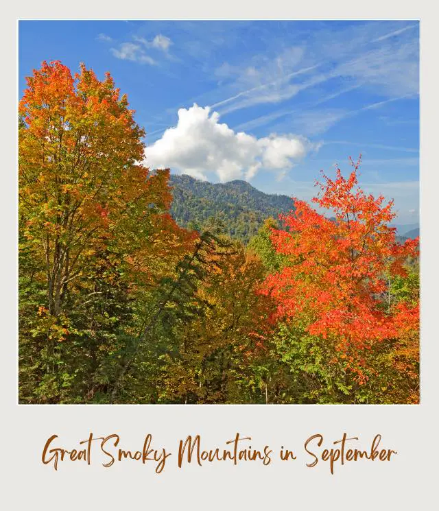 View of colorful trees under the blue skies in Great Smoky Mountains National Park.