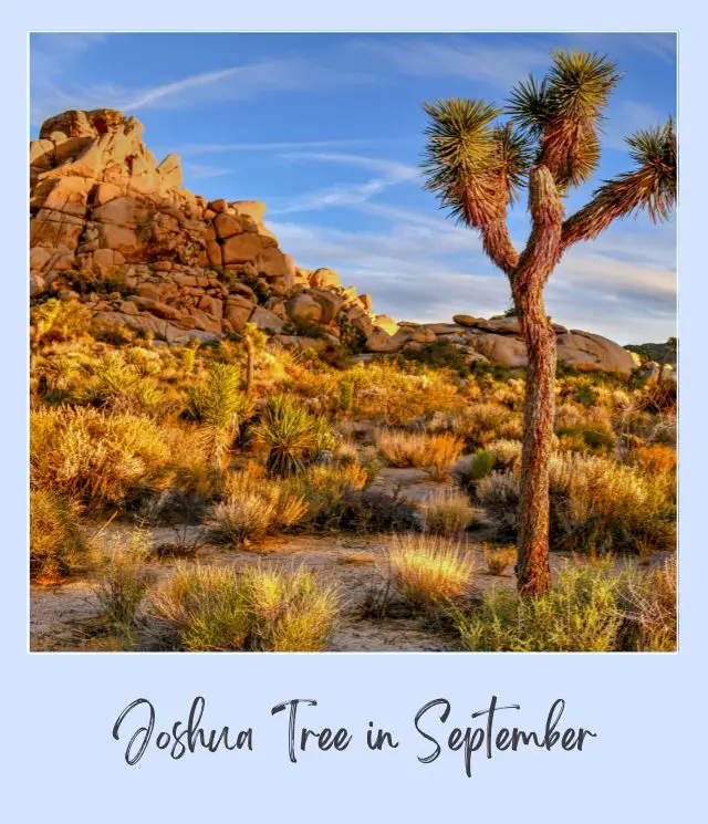 View of a Joshua tree surrounded by bushes and cacti and behind are rock mountains in Joshua Tree National Park.