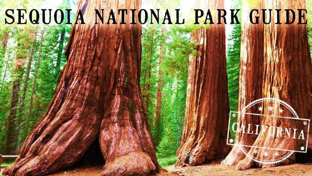 Sequoia National Park Travel Guide