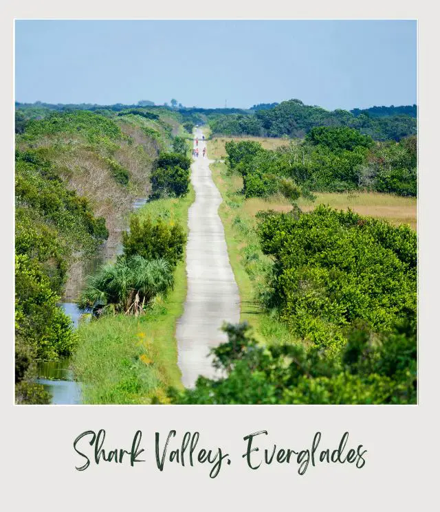 A road stretching through a lush, green landscape leading towards a distant horizon under clear blue sky in Shark Valley, Everglades National Park