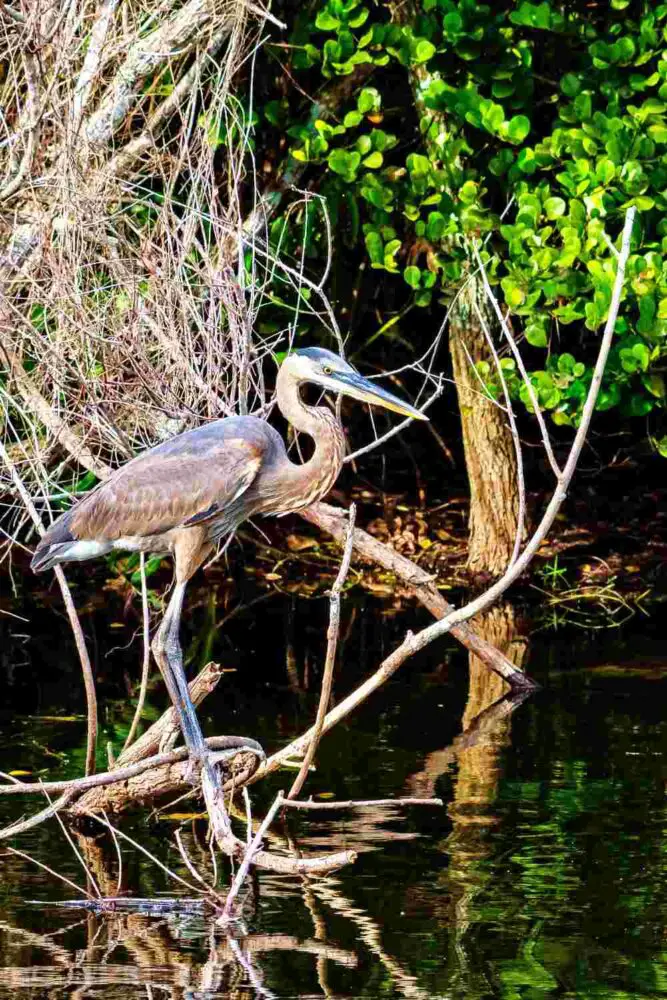 Shark Valley Trail Everglades National Park