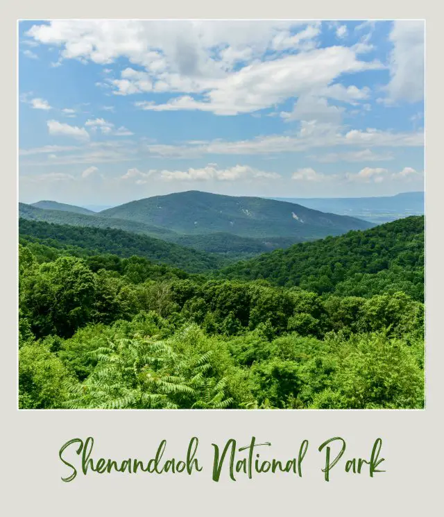 Trees with green leaves in the middle of the day with blue skies in Shenandoah Valley