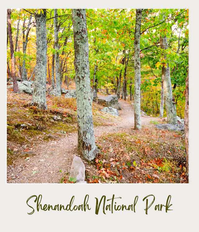 Shenandoah National Park Trail surrounded by colorful trees