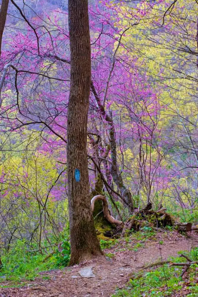 Shenandoah National Park in spring
