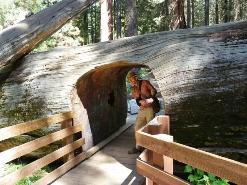 Sherman-Tree-Trail Sequoia National Park