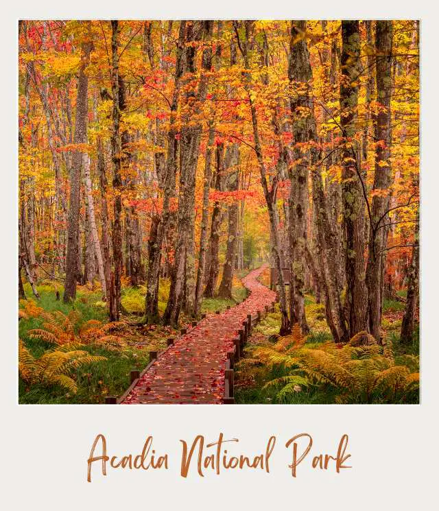 View of wooden trail surrounded by colorful trees and plants in Sier De Mont Acadia National Park.