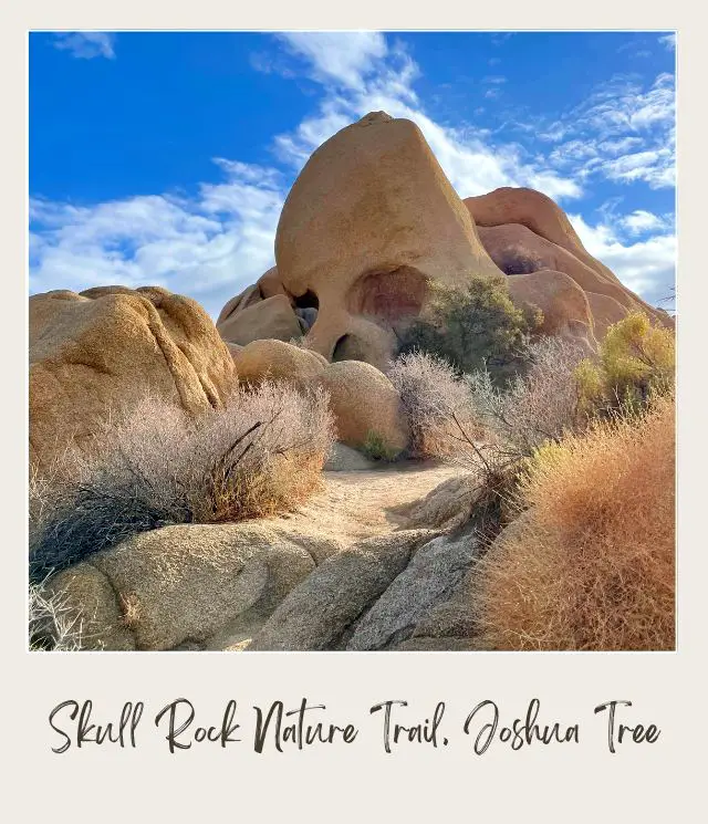 View of huge rock-forming skull in Skull Rock Nature Trail in Joshua Tree National Park.