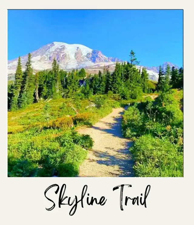 skyline trail with mount rainier in background and meadows in foreground