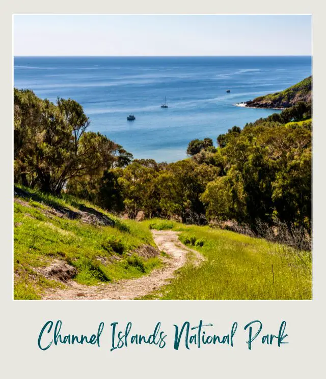 View of the blue ocean from the trail going down surrounded by trees in Channel Islands National Park.