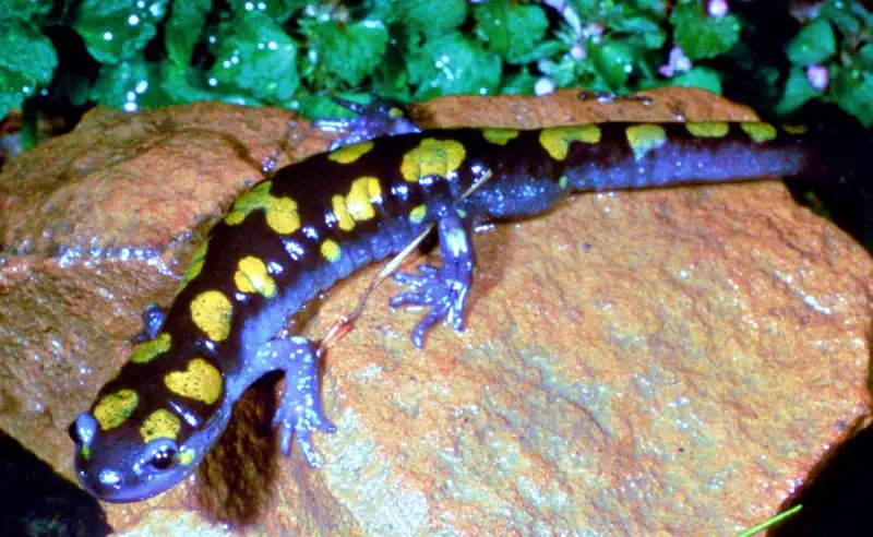 Yellow-spotted salamander on the rock in Great Smoky Mountains National Park