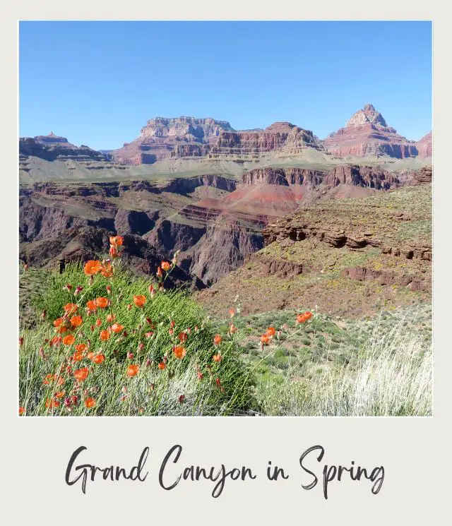 Wildflowers and bushes below the red rocky mountains in Grand Canyon National Park