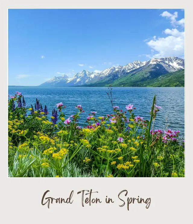 View of colorful wildflowers, and behind is a lake and snow-capped mountains in Grand Teton National Park.