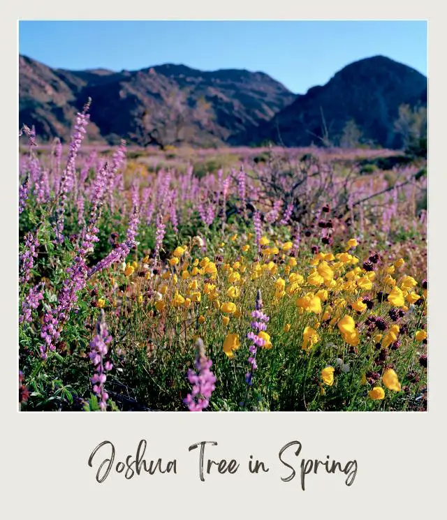 Colorful wildflowers below the rock mountains in Joshua Tree National Park.