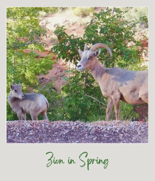 Visiting Zion National Park: What To Expect Throughout the Year Spring in Zion National Park March – May