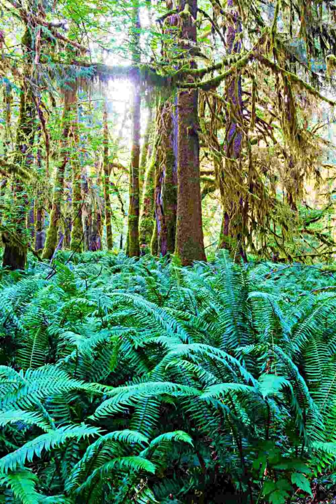 Mossy trees surrounded by green ferns in rain forest in Olympic National Park