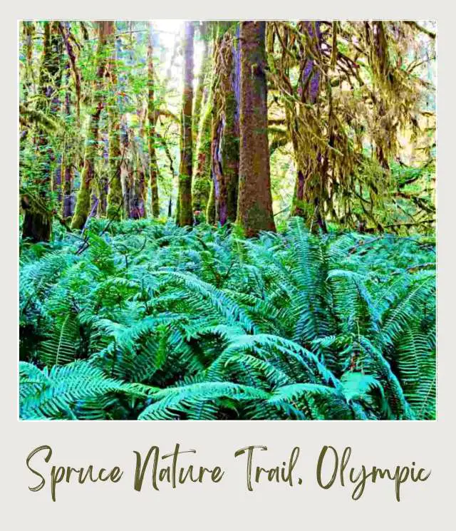 20 Best Hikes in Olympic National Park Mossy trees surrounded by green ferns in rain forest in Olympic National Park
