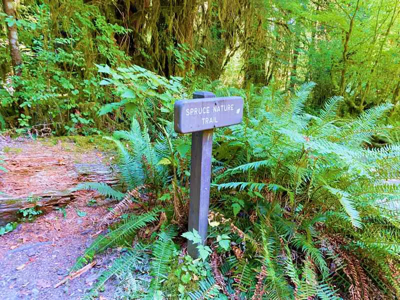 Spruce Nature Trail sign near start of Hoh River Trail Olympic National Park