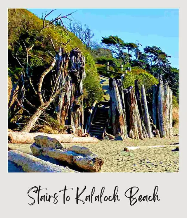 The Tree of Life, Washington State: A Complete Guide Stairs surrounded by trees and tree logs in Kalaloch Beach in Olympic National Park