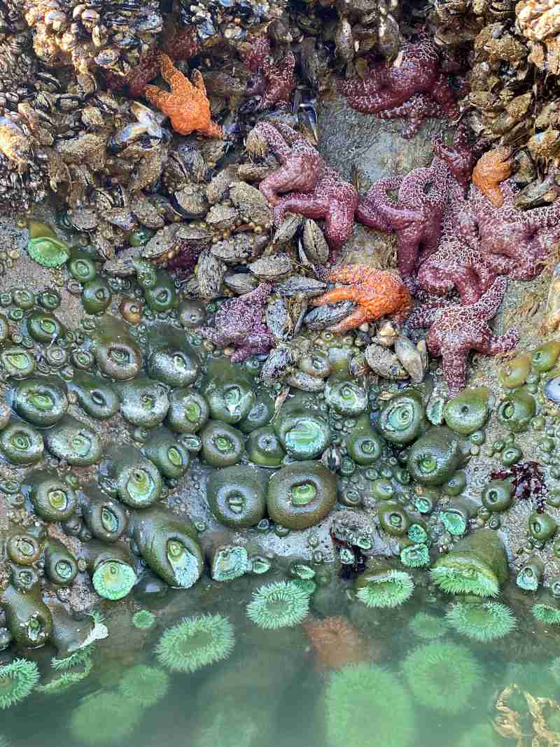 Kalaloch Beach 4, Olympic National Park 2024