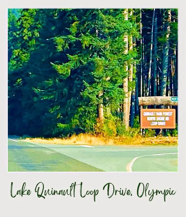 Lake Quinault Loop Drive: A Complete Guide for First Time Visitors Intersection road and besides are wooden signage and trees in Lake Quinault Loop drive, Olympic National Park