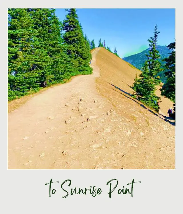 High Ridge Trail to Sunrise Point, Hurricane Ridge: Complete Guide Small road surrounded by trees in Hurricane Ridge Olympic National Park