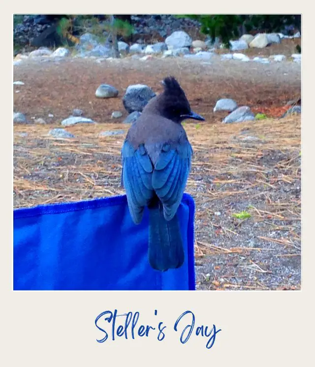 Stellers Jay in Sequoia National Park