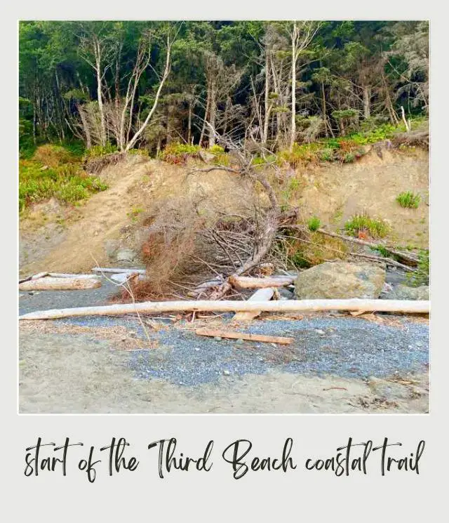 Third Beach, La Push: Complete Guide Start of the trail in Third Beach Olympic National park, surrounded by trees, rocks, logs, and other plants.